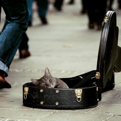 Musica para acalmar gatos