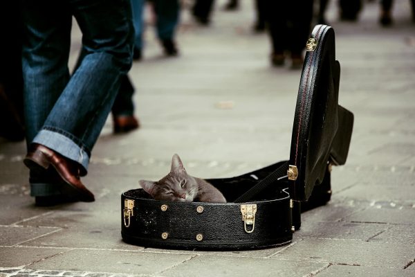 Musica para acalmar gatos